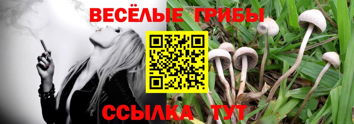 Моздок  Псилоцибиновые грибы MAGIC MUSHROOMS  Вход с VPN 
